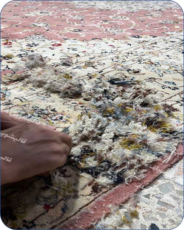 خدمات ضد بید مهباف